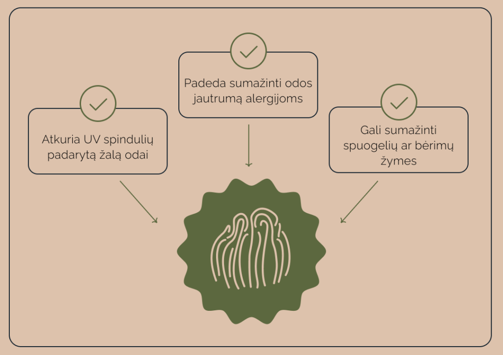Juodojo beržo grybo milteliai