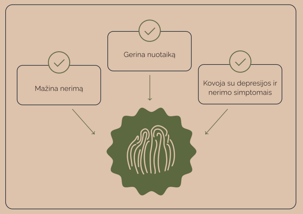 Lions Mane nauda nuotaikai
